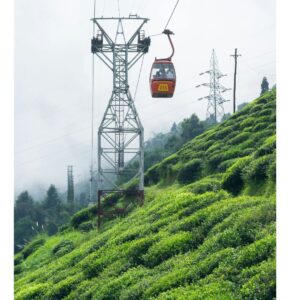 Darjeeling 300x300