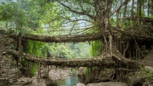 living root bridge